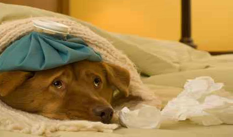 Healing For Pets